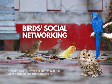 Bird Social Networks The Culinary Curiosity Of Wild Great Tits