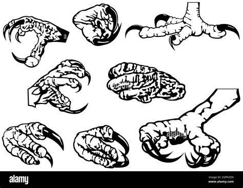 Eagle Claw Vector