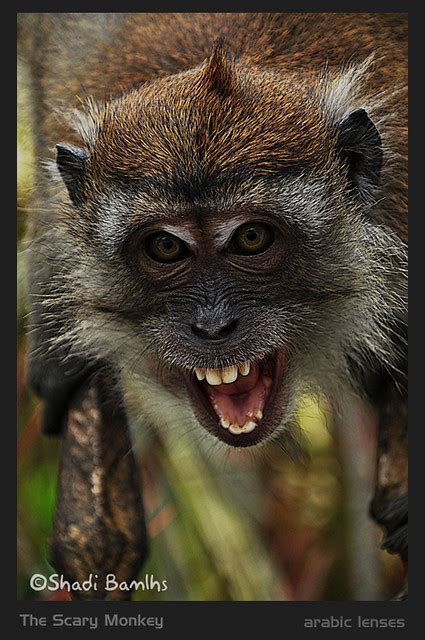 The Scary Monkey Shadi Bamlhs Flickr