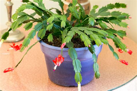 How To Grow Christmas Cactus Back Gardener