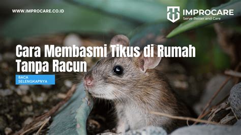 Cara Membasmi Tikus Di Rumah Tanpa Racun Pt Mahaka Improcare Indonesia