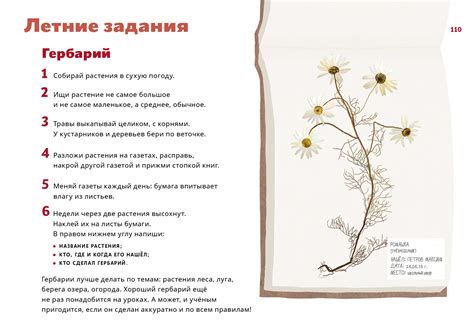 Шаблон для гербария распечатать - Zefirka.club фото и картинки