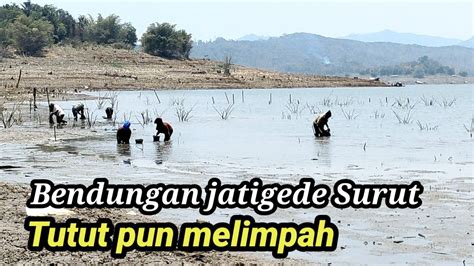 Surut Bendungan Jatigede Di Manfaatkan Warga Panen Tutut Dan Rumput