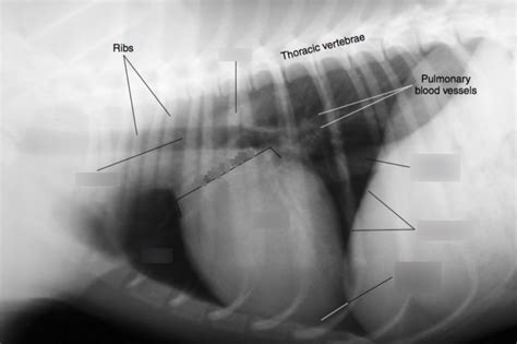 AS 512 Unit 4 Canine Thorax Radiograph Diagram Quizlet