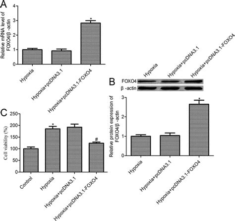 FOXO4 Overexpression Inhibited Hypoxia Induced MCF 7 Cell Survival A