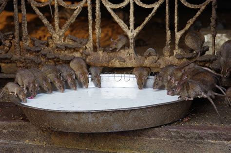 Voir Le Temple Des Rats De Deshnoke Au Rajasthan Site De Yocatour