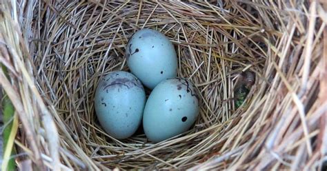 8 Interesting Birds That Lay Blue Eggs Omg Birds