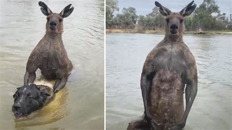 Martial artist fights 'jacked' kangaroo that stole his dog