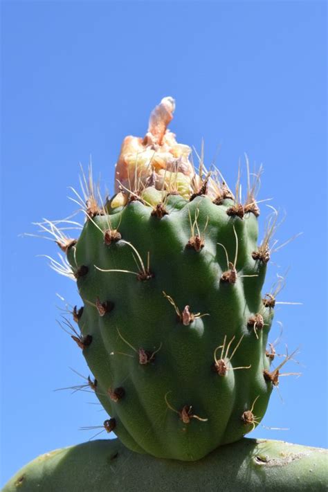 Fotos gratis naturaleza espinoso flor verde rojo botánica