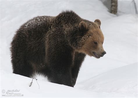 Brown Bear Photos, Brown Bear Images, Nature Wildlife Pictures ...