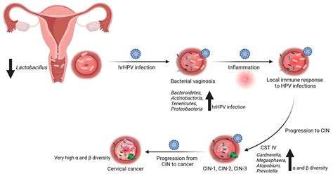 Cancers Free Full Text Human Papillomavirus Infections And The Role Played By Cervical And