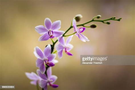 590 Blue Purple Orchid Stock Photos, High-Res Pictures, and Images ...