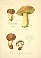 Category Suillus Variegatus Wikimedia Commons