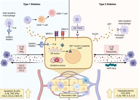 Frontiers How Do Parasitic Worms Prevent Diabetes An Exploration Of