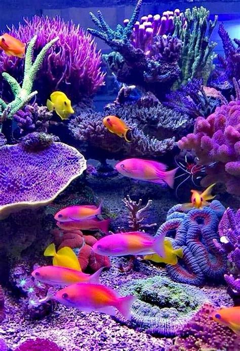 Underwater coral reef art – Artofit