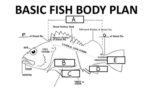 Fishes Intro And Taxonomy Flashcards Quizlet