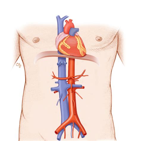 Aorta/IVC: Anatomy & Physiology Module – SonoSim