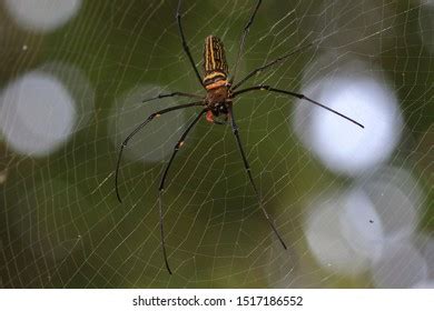 Giant Golden Orb Weaver Female They Stock Photo 1517186552 | Shutterstock