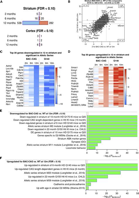 Uninterrupted Cag Repeat Drives Striatum Selective Transcriptionopathy