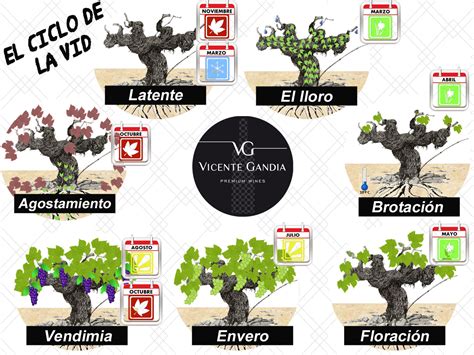 Por qué llora la viña Si su fruto es todo alegría Vicente Gandia Blog