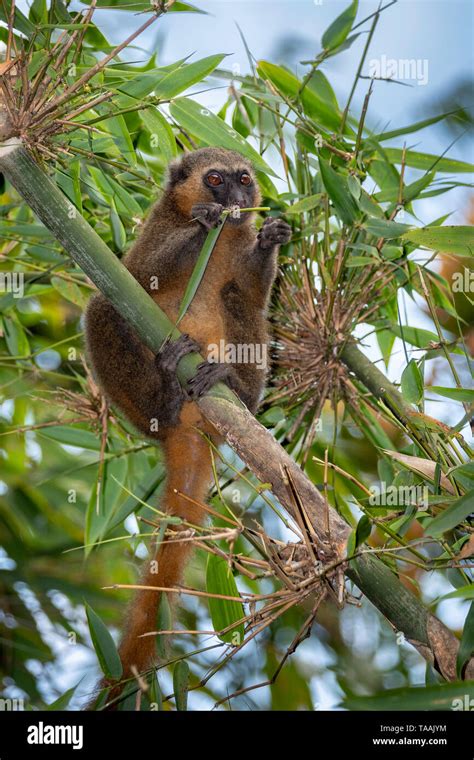 The Eastern Lesser Bamboo Lemur Hapalemur Griseus Also Known As The