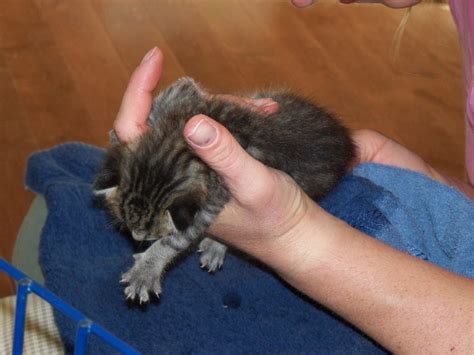 4 6 Week Old Kitten Care How Long Can Newborn Kittens Survive Without