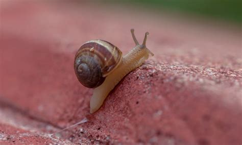 Gastropods Snail Slugs Free Photo On Pixabay