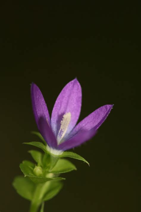 Native Florida Wildflowers Venus Looking Glass Triodanis Perfoliata