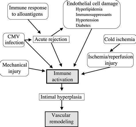 T Cell Costimulation In The Development Of Cardiac Allograft