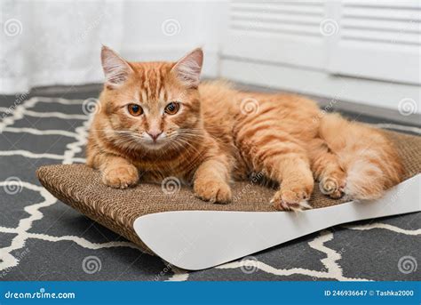 Cute Ginger Cat Lying On The Scratching Post Stock Image Image Of