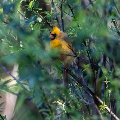 Rare Yellow Cardinal Bird Sighting in Florida - Birds and Blooms