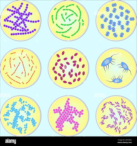 stylized image of different types of bacteria under microscope Stock ...