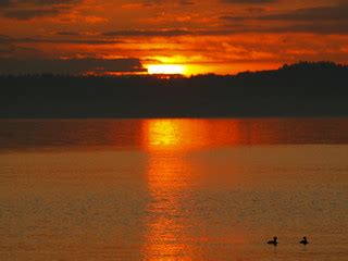 sunset ducks  pair  ducks peacefully floating  wit flickr