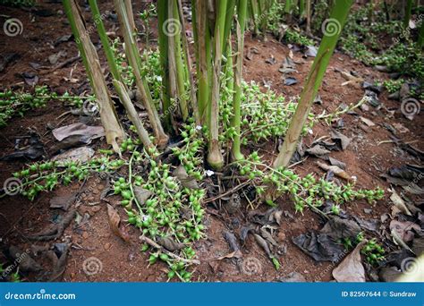 Cardamom Plants Growing At Cardamom Hills Stock Photo Image Of