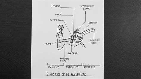 Human Ear Diagram How To Draw Human Ear Diagram Human Ear Diagram With Labelling