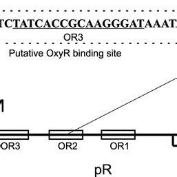 Schematic Map Of The Pm Pr Promoter Region Of Bacteriophage Genome