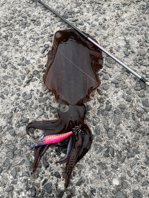 久しぶりの 和歌山県 産湯漁港 エギング アオリイカ 陸っぱり 釣り・魚釣り 釣果情報サイト カンパリ