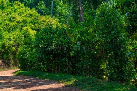 Mirissa Hills Cinnamon Plantation at Sri Lanka Stock Photo - Image of ...