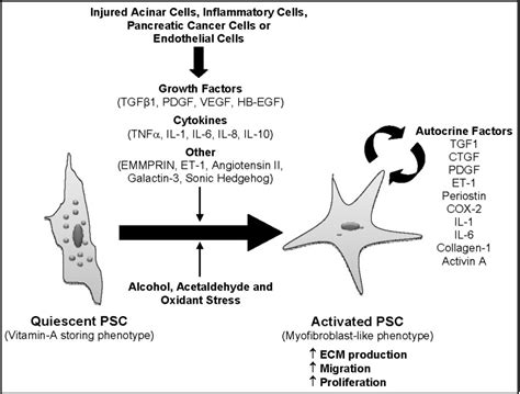 Pancreatic Stellate Cells And Fibrosis Pancreatic Cancer And Tumor Microenvironment Ncbi