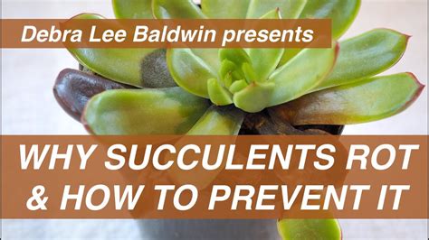 Why Succulents Rot And How To Prevent It Youtube