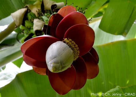 Musa Balbisiana Wild Ancestor Of Bananas Shot From Under Oc R