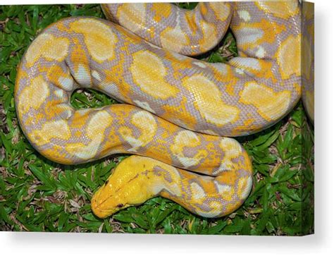 Albino Burmese Python Full Grown