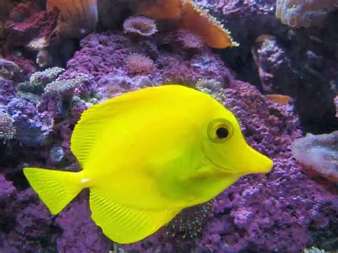 13 “Finding Nemo” Fish Species In Real Life (With Pictures) – AnimalHow.com