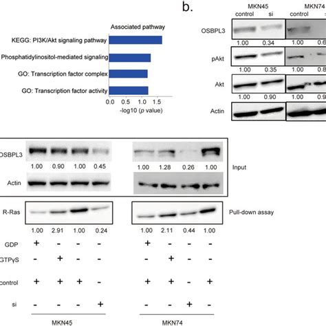 Role Of OSBPL3 In Activating The R Ras Akt Signaling Pathway In GC