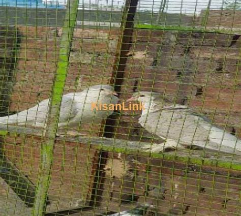 African Gary Pigeon Big Size Breeder Pair Sale Kisanlink