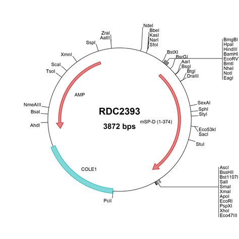 Mouse Sp D Np Versaclone Cdna Rdc R D Systems