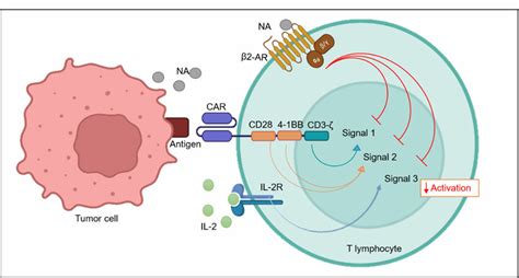 Schematic Representation Of β2 Ar Mediated Inhibition Of Car T Cell