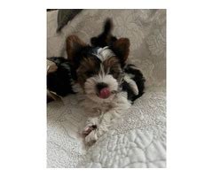 Akc Purebred Biewer Terriers For Sale In Stockton Puppies For Sale