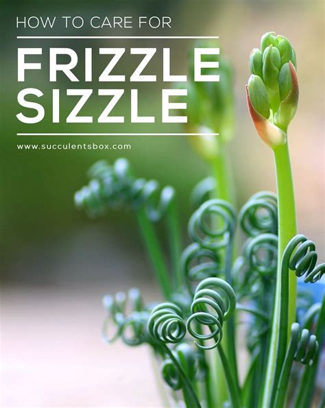 How To Care For Frizzle Sizzle Succulents Howtocareforfrizzlesizzle Albucaspiralis