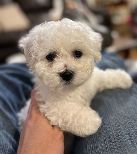 Bellebichons Bichon Frise Puppies For Sale In Waco TX AKC Marketplace